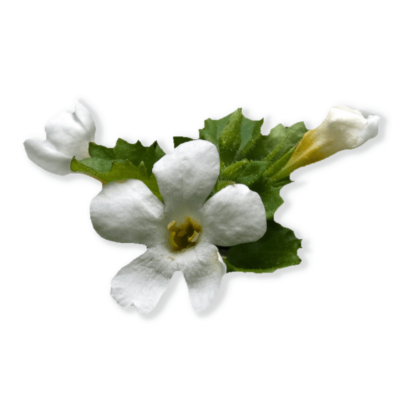 Ayush Herbs BacopaPlus Drops