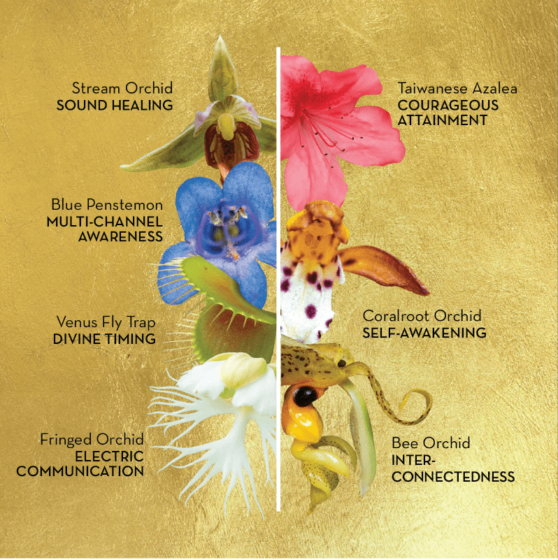 LotusWei Sacred Awareness Anointing Oil 2