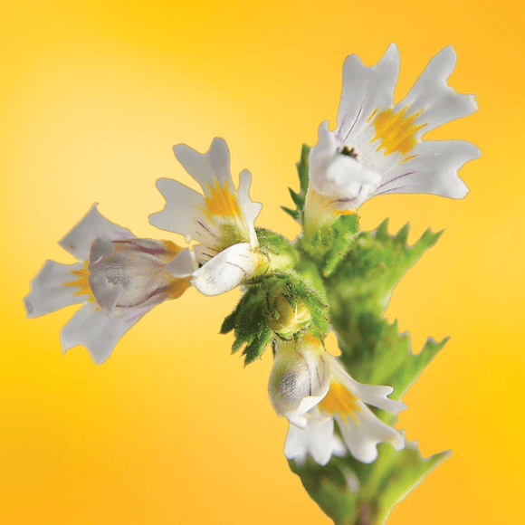Lotuswei Inspired Action Flower Elixir 2