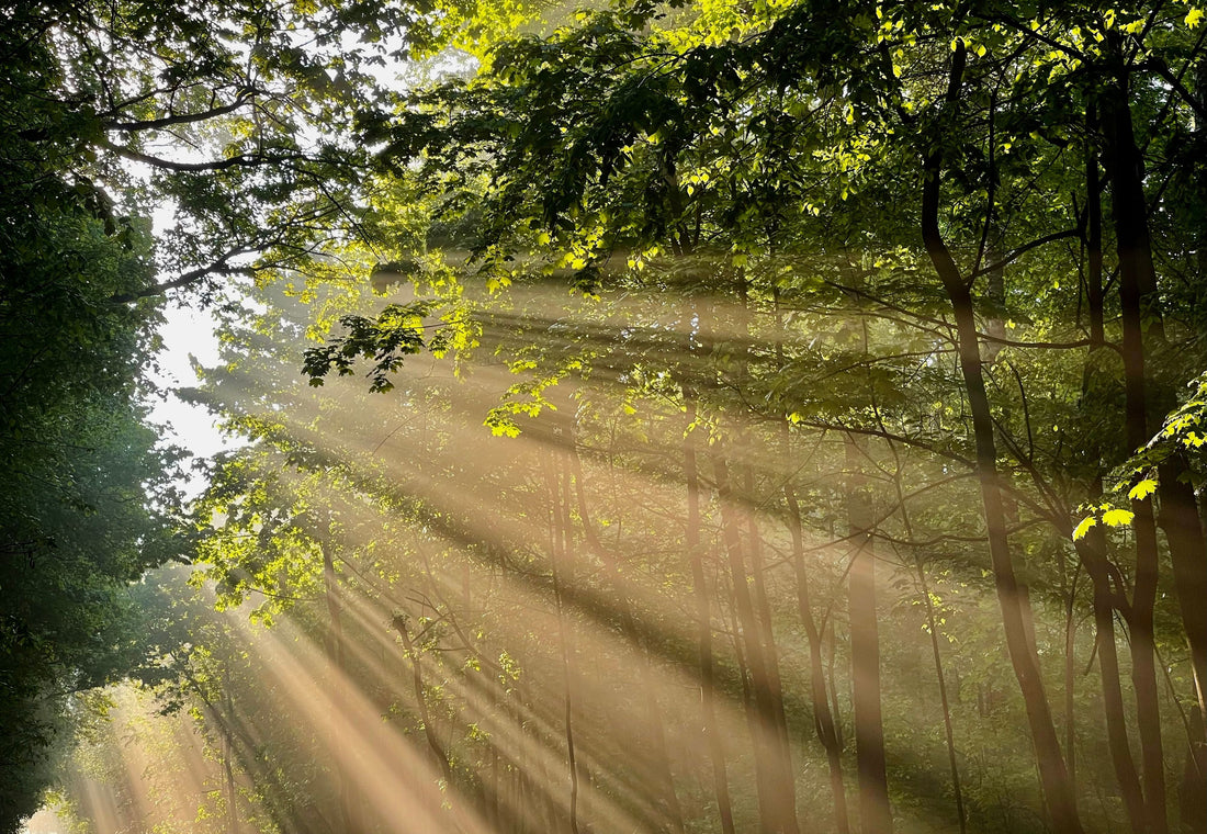 Healing is in the Sunlight
