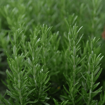 Herb Pharm Rosemary Drops